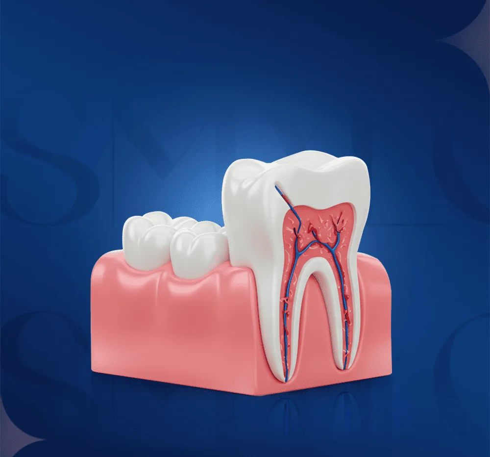 dental root shape